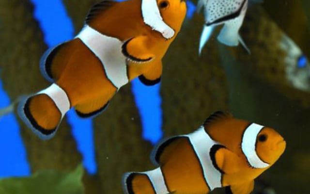fish at the barcelona aquarium